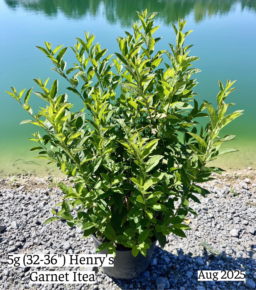 itea-virginica-henry-s-garnet-virginia-sweetspire