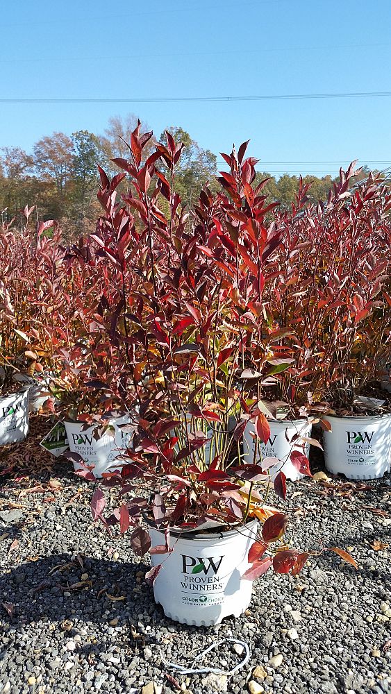 itea-virginica-sprich-little-henry-reg-sweetspire