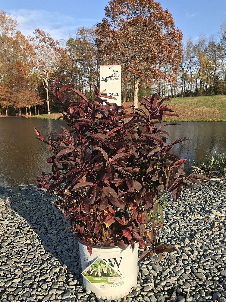 itea-virginica-sprich-little-henry-reg-sweetspire