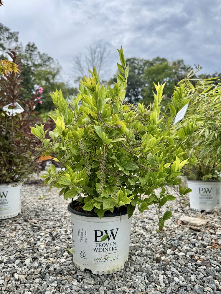 itea-virginica-sprich-little-henry-reg-sweetspire
