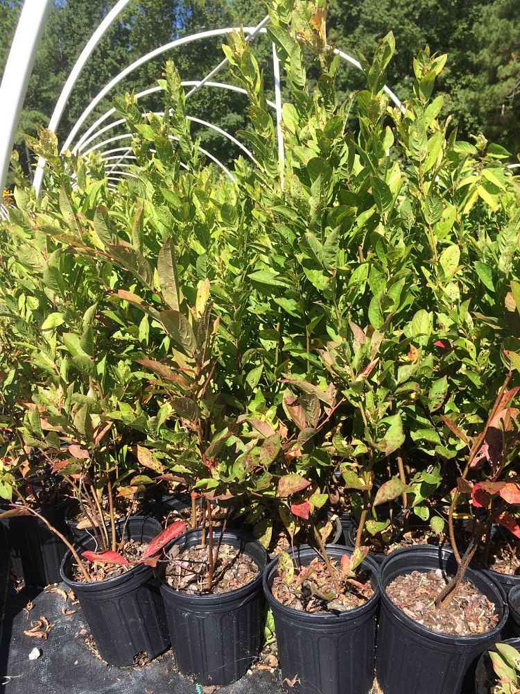 itea-virginica-virginia-sweetspire-virginia-willow