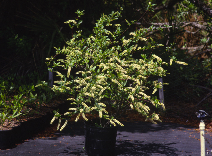 itea-virginica-virginia-sweetspire-virginia-willow
