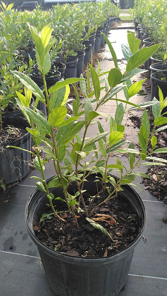 itea-virginica-virginia-sweetspire-virginia-willow