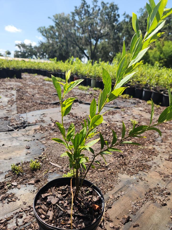 itea-virginica-virginia-sweetspire-virginia-willow