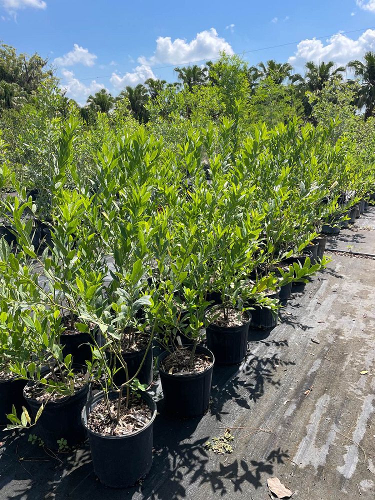 itea-virginica-virginia-sweetspire-virginia-willow