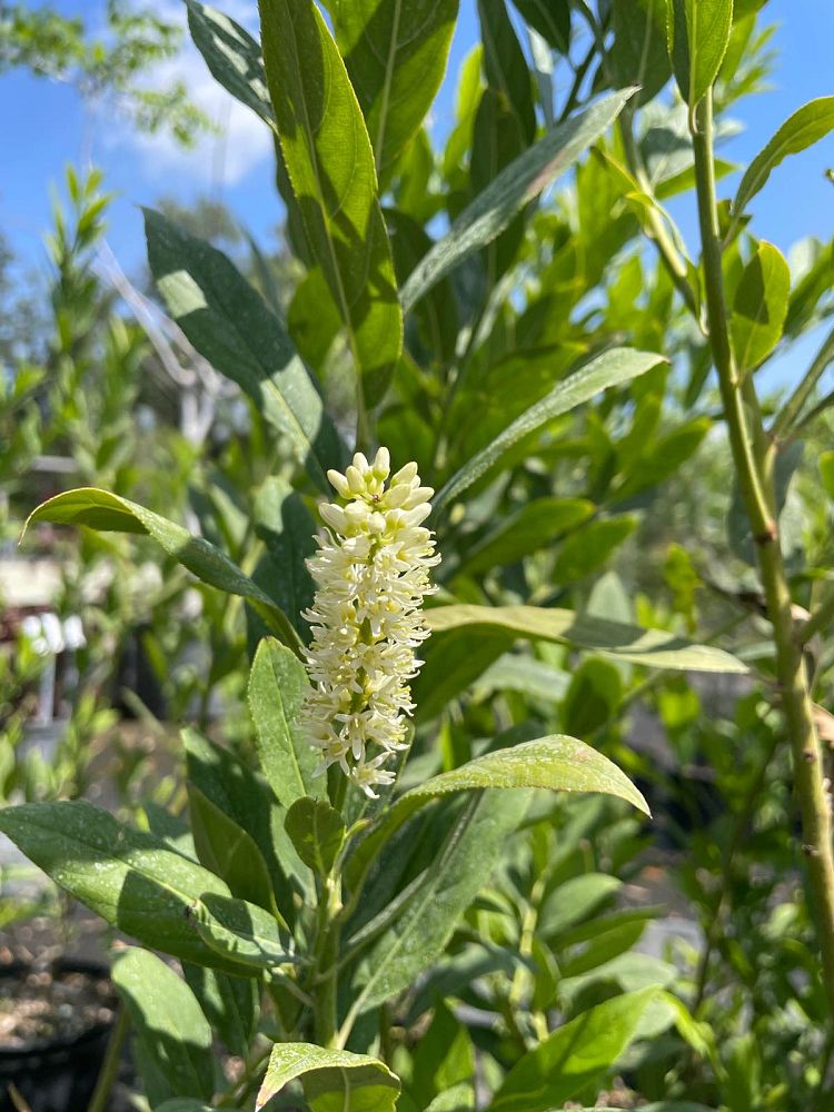 itea-virginica-virginia-sweetspire-virginia-willow