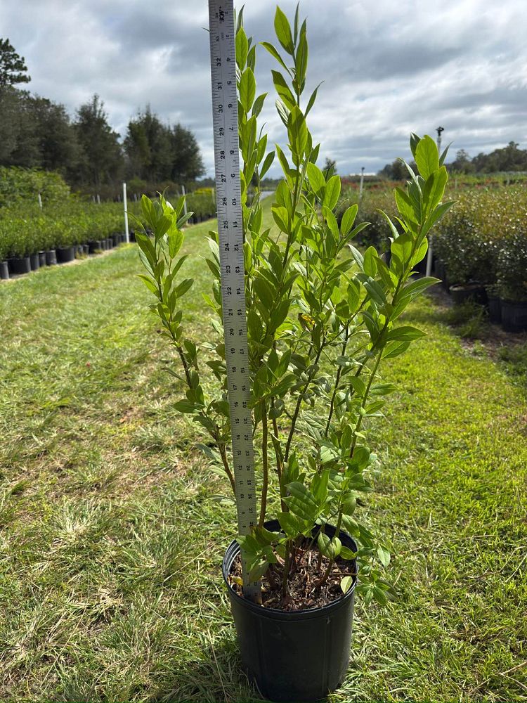 itea-virginica-virginia-sweetspire-virginia-willow