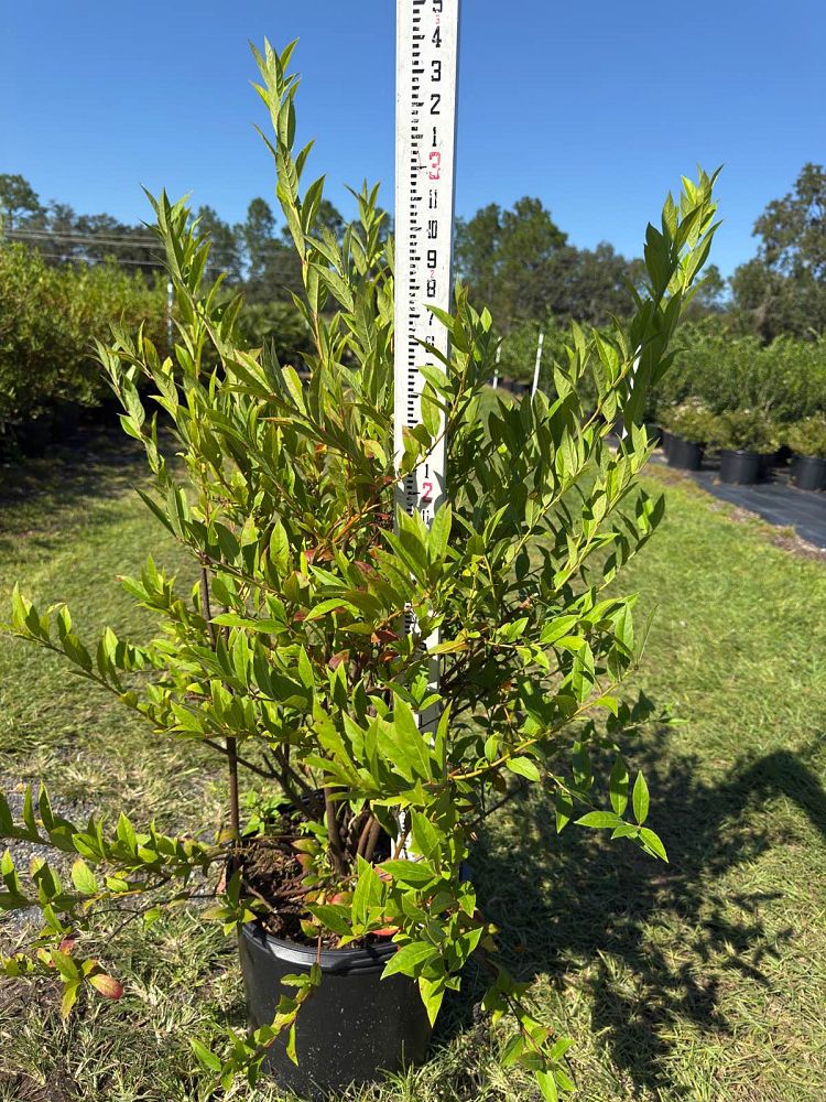 itea-virginica-virginia-sweetspire-virginia-willow