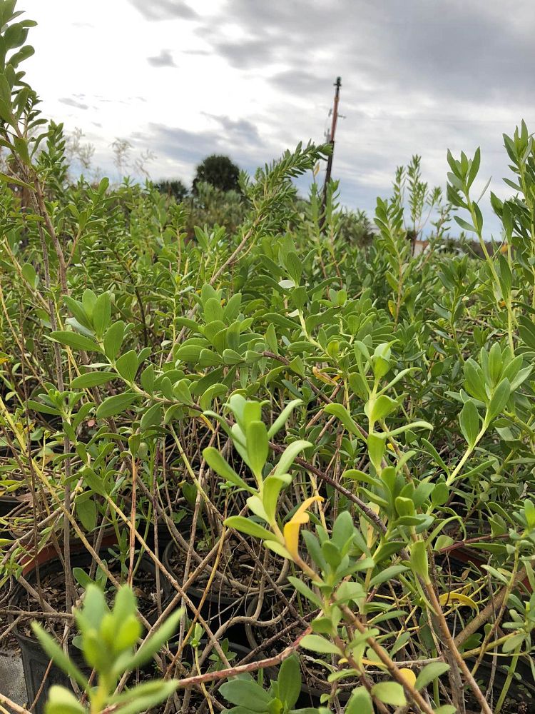 iva-frutescens-jesuit-s-bark-marsh-elder
