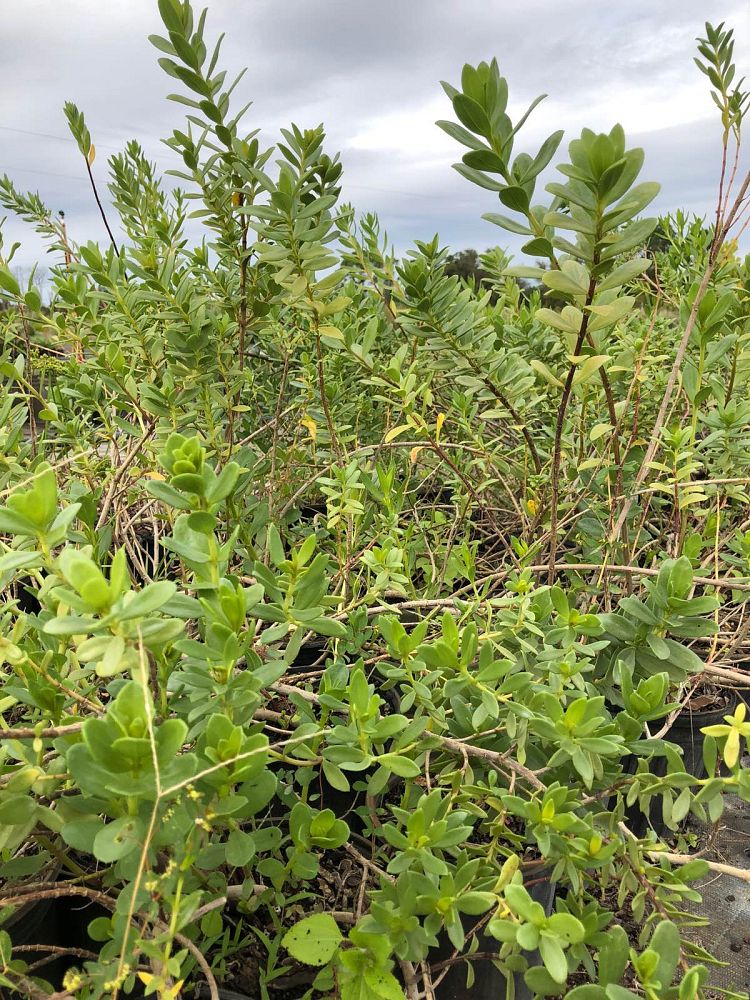 iva-frutescens-jesuit-s-bark-marsh-elder