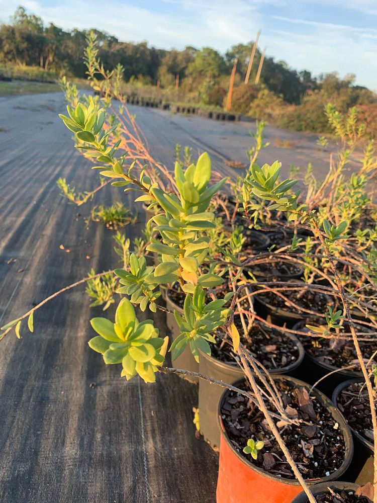 iva-frutescens-jesuit-s-bark-marsh-elder
