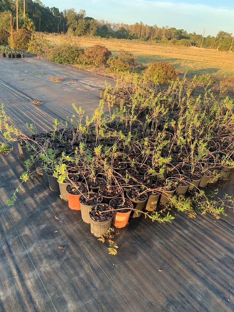 iva-frutescens-jesuit-s-bark-marsh-elder