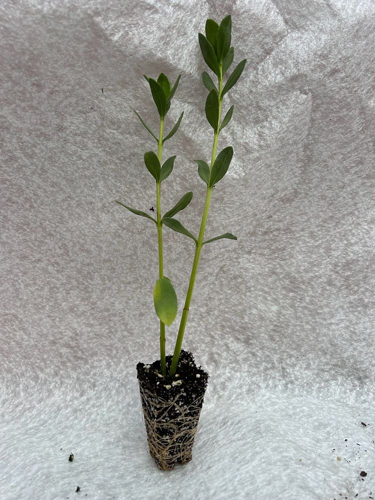 iva-imbricata-beach-elder