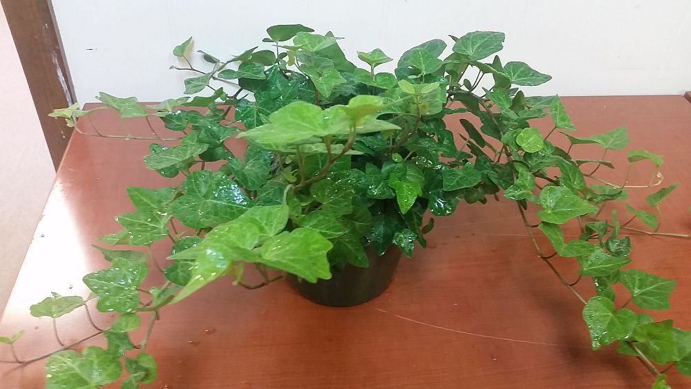 ivy