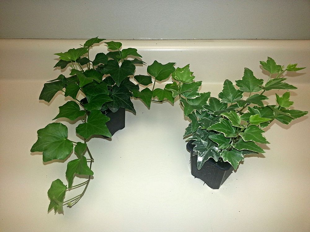 ivy
