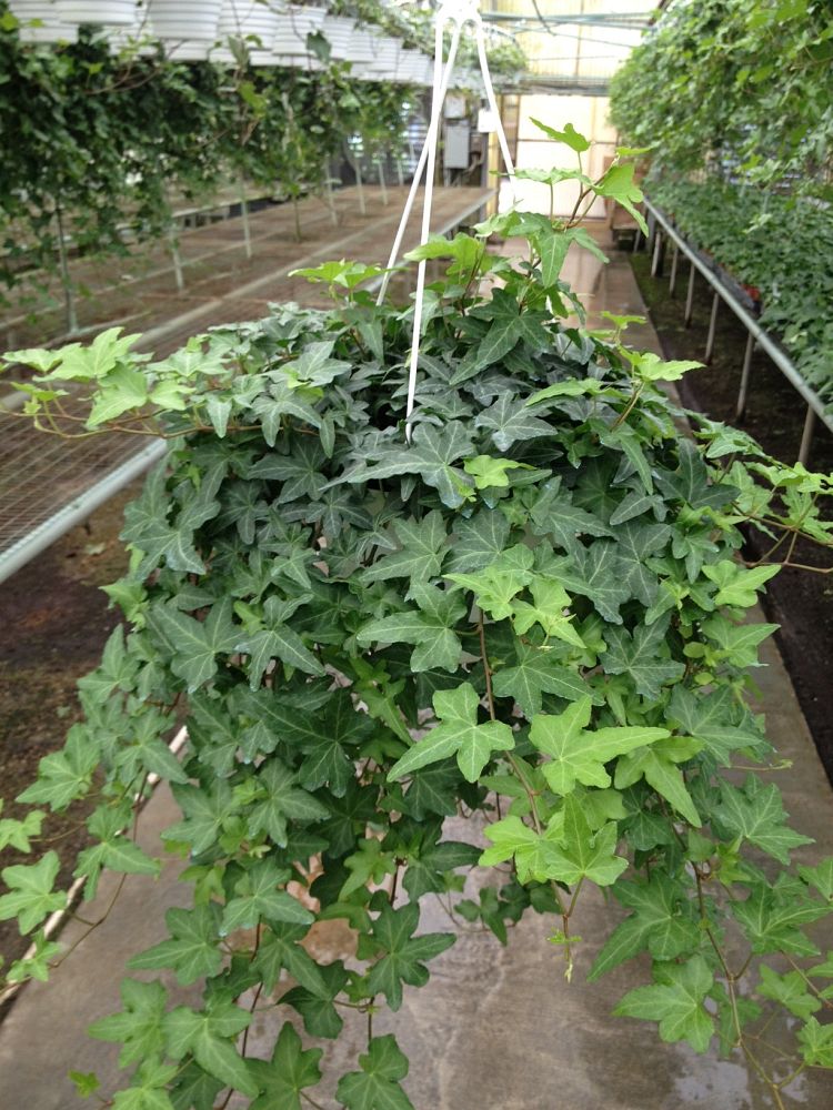 ivy