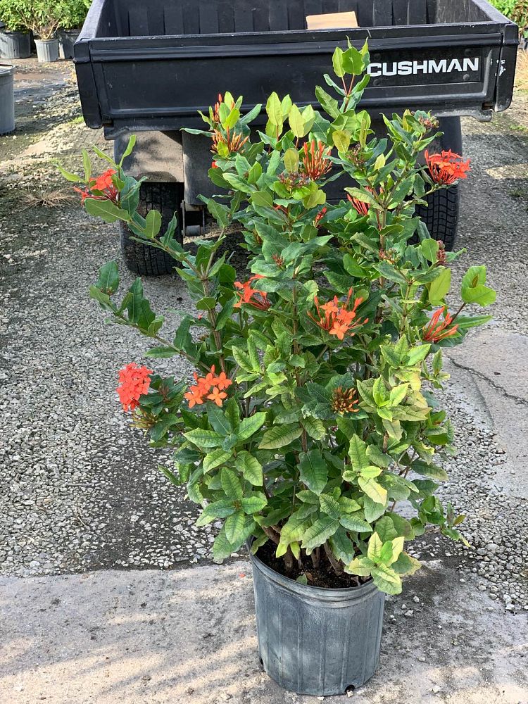ixora-bonnie-lynn