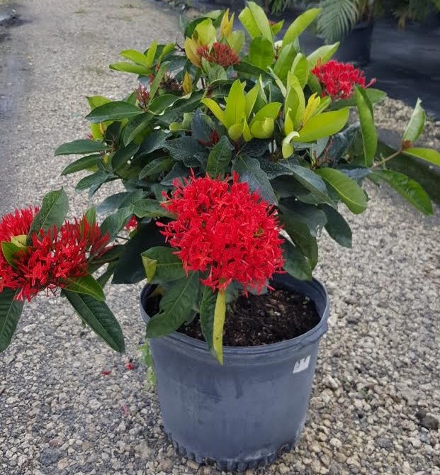 ixora-casei-super-king-ixora-duffii-super-king