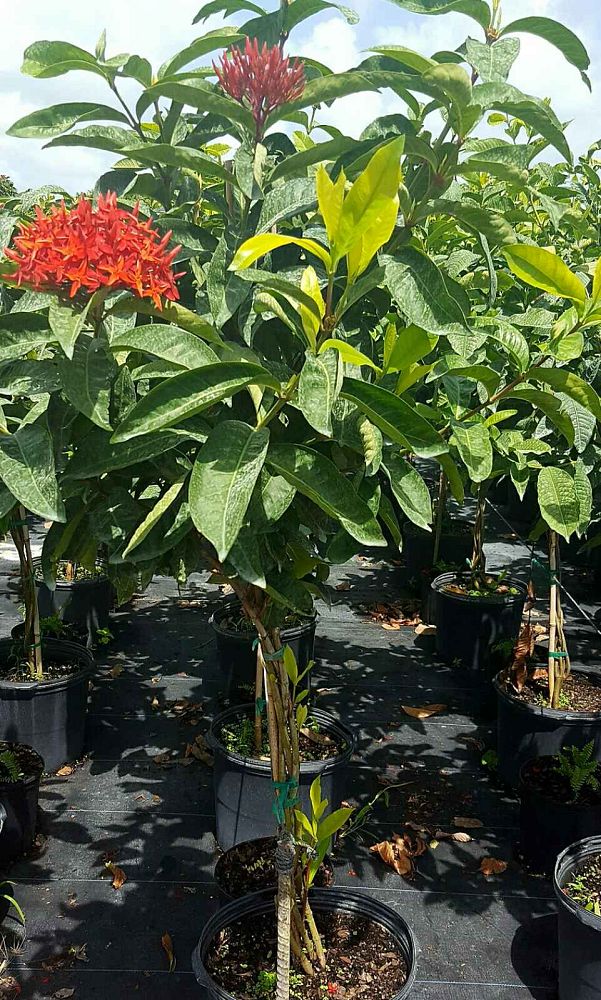 ixora-casei-super-king-ixora-duffii-super-king