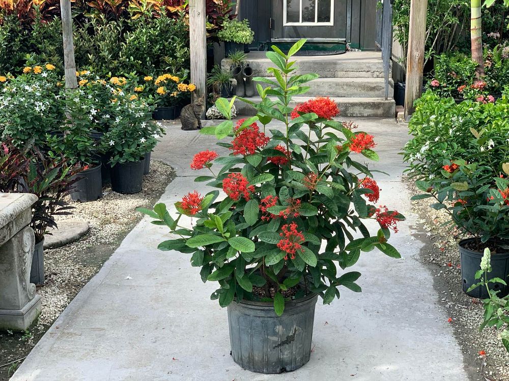 ixora-casei-super-king-ixora-duffii-super-king