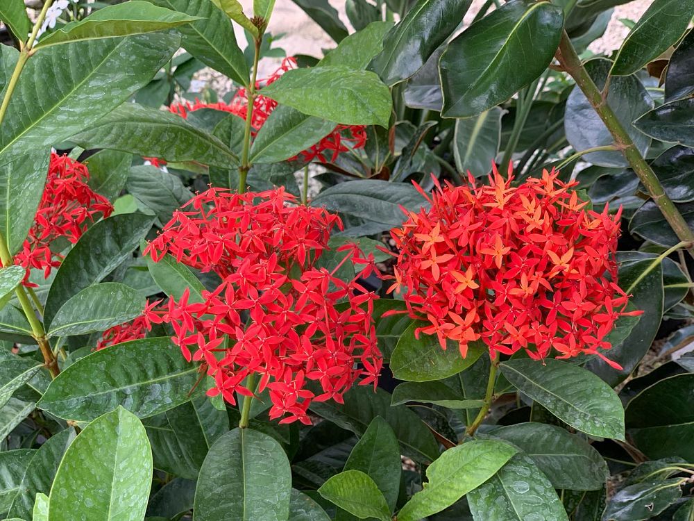 ixora-casei-super-king-ixora-duffii-super-king