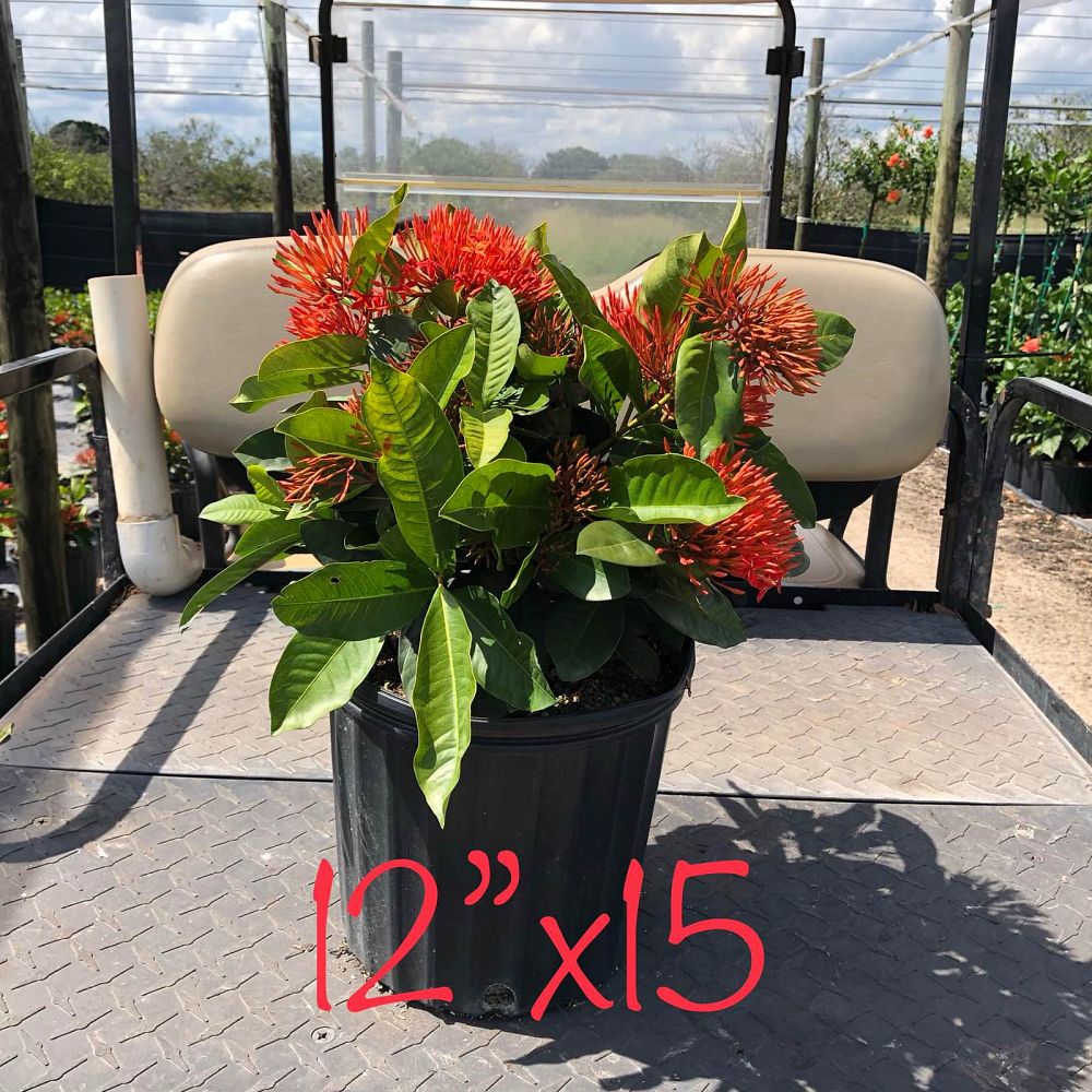 ixora-casei-super-king-ixora-duffii-super-king