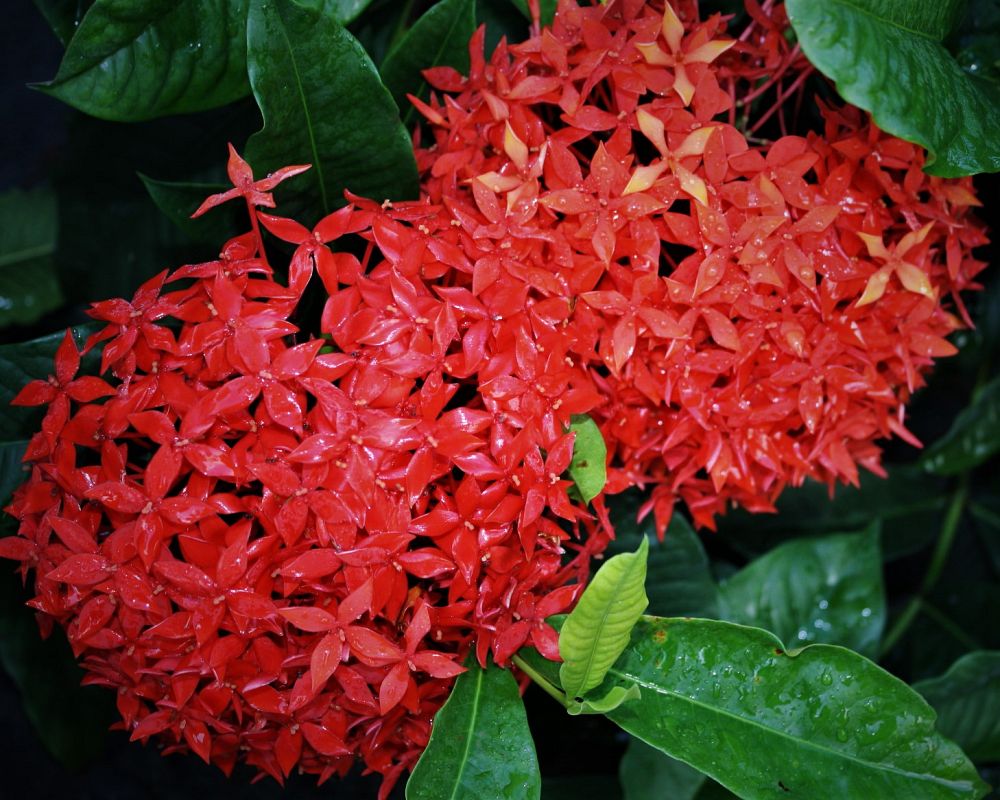 ixora-casei-super-king-ixora-duffii-super-king