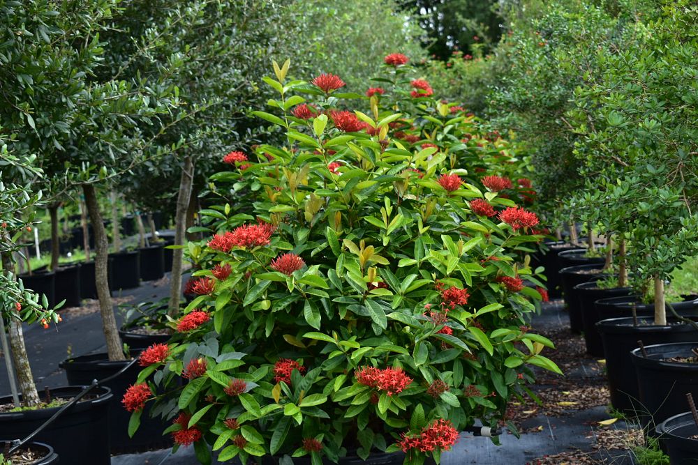 ixora-casei-super-king-ixora-duffii-super-king