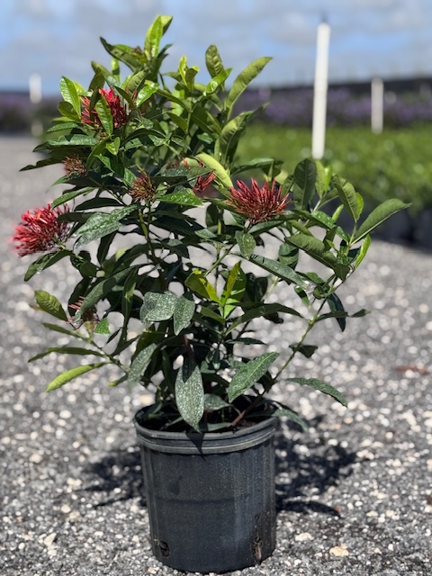 ixora-casei-super-king-ixora-duffii-super-king
