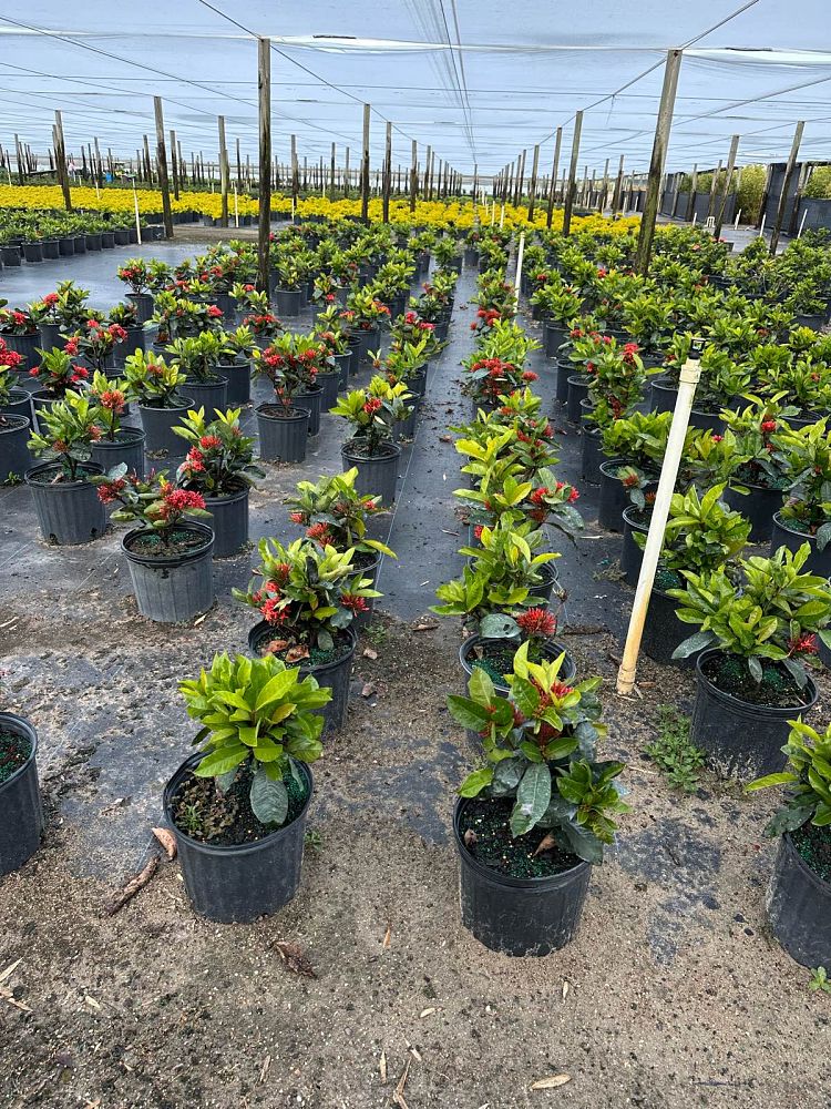 ixora-casei-super-king-ixora-duffii-super-king