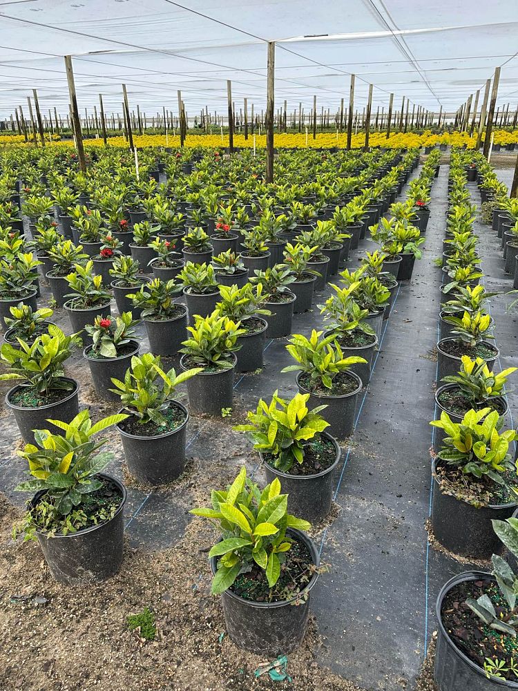 ixora-casei-super-king-ixora-duffii-super-king