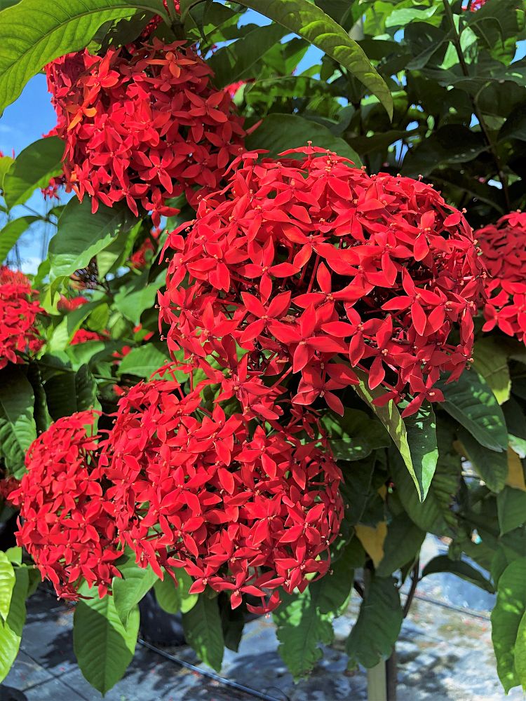 ixora-casei-super-king-ixora-duffii-super-king