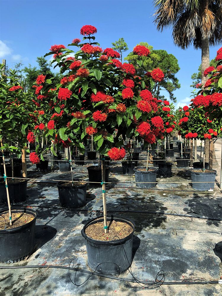 ixora-casei-super-king-ixora-duffii-super-king