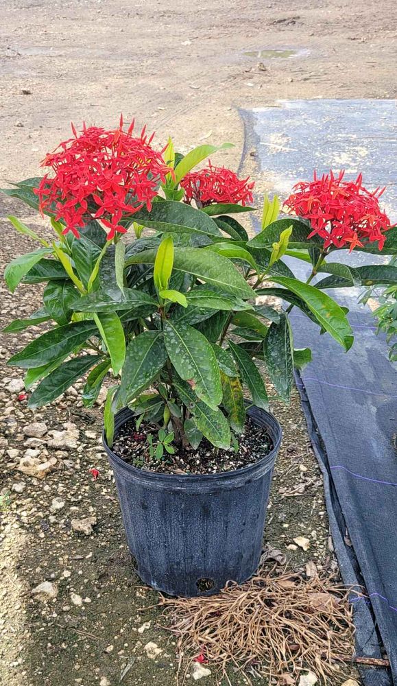 ixora-casei-super-king-ixora-duffii-super-king