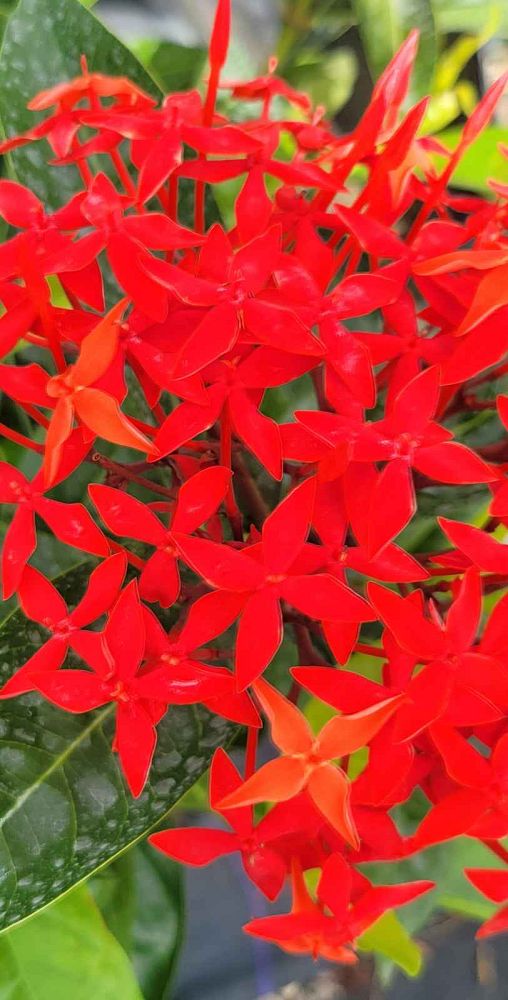 ixora-casei-super-king-ixora-duffii-super-king