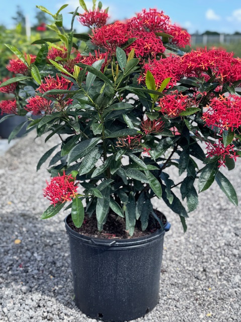 ixora-casei-super-king-ixora-duffii-super-king