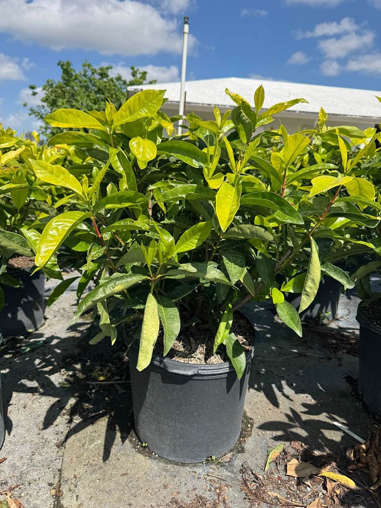 ixora-casei-super-king-ixora-duffii-super-king