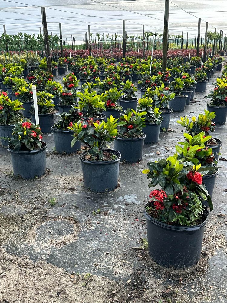 ixora-casei-super-king-ixora-duffii-super-king