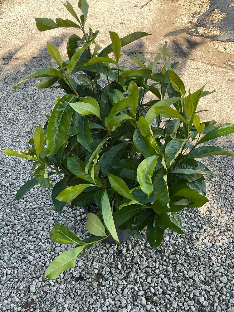 ixora-casei-super-king-ixora-duffii-super-king