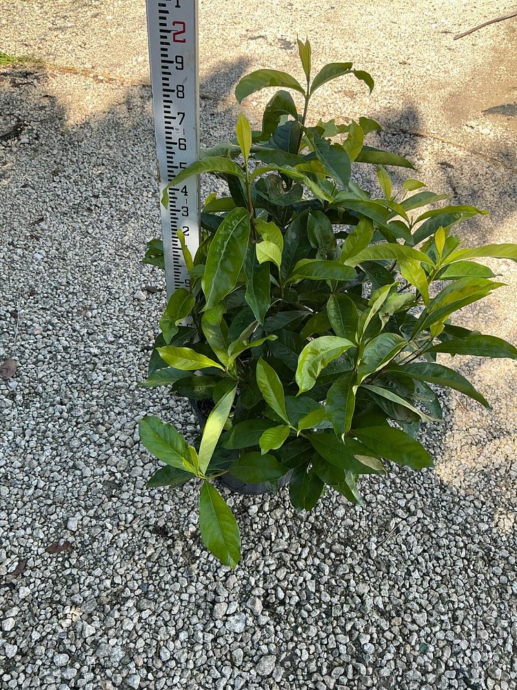 ixora-casei-super-king-ixora-duffii-super-king