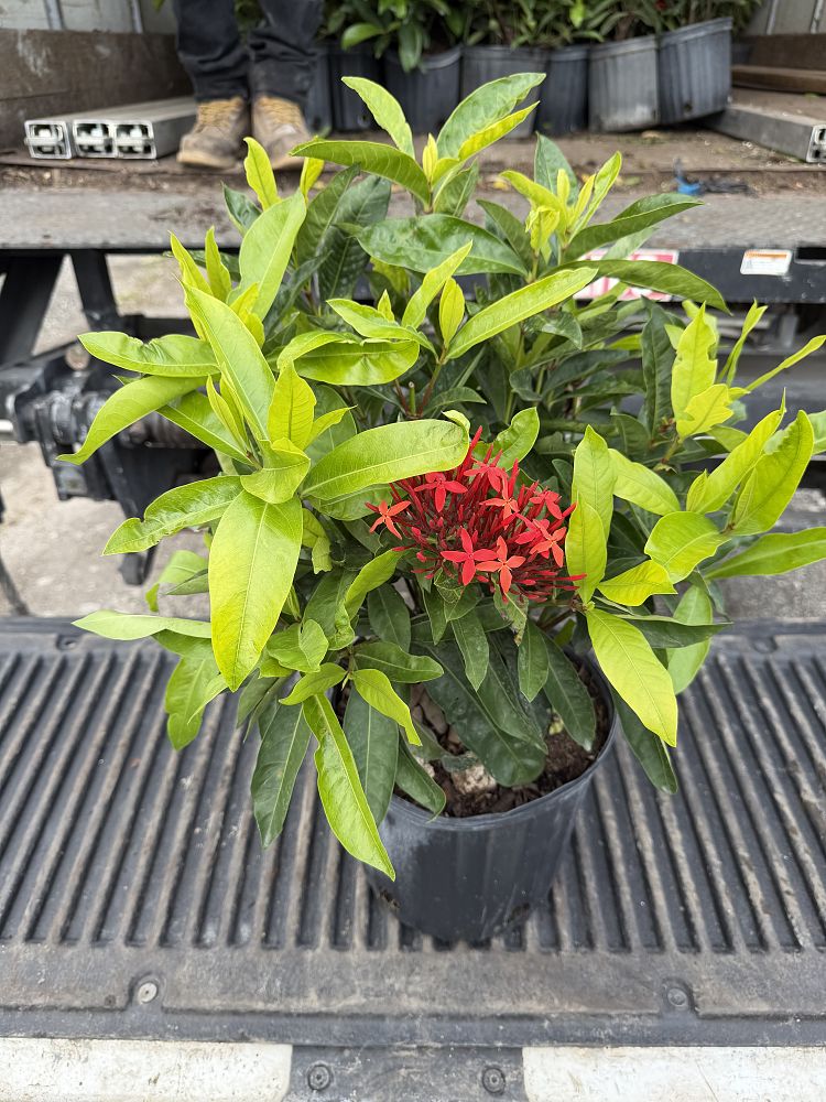 ixora-casei-super-king-ixora-duffii-super-king