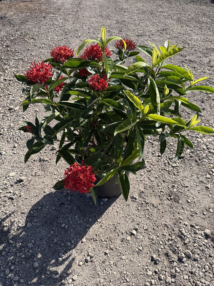 ixora-casei-super-king-ixora-duffii-super-king