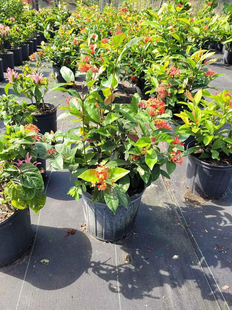 ixora-chinensis-chinese-ixora