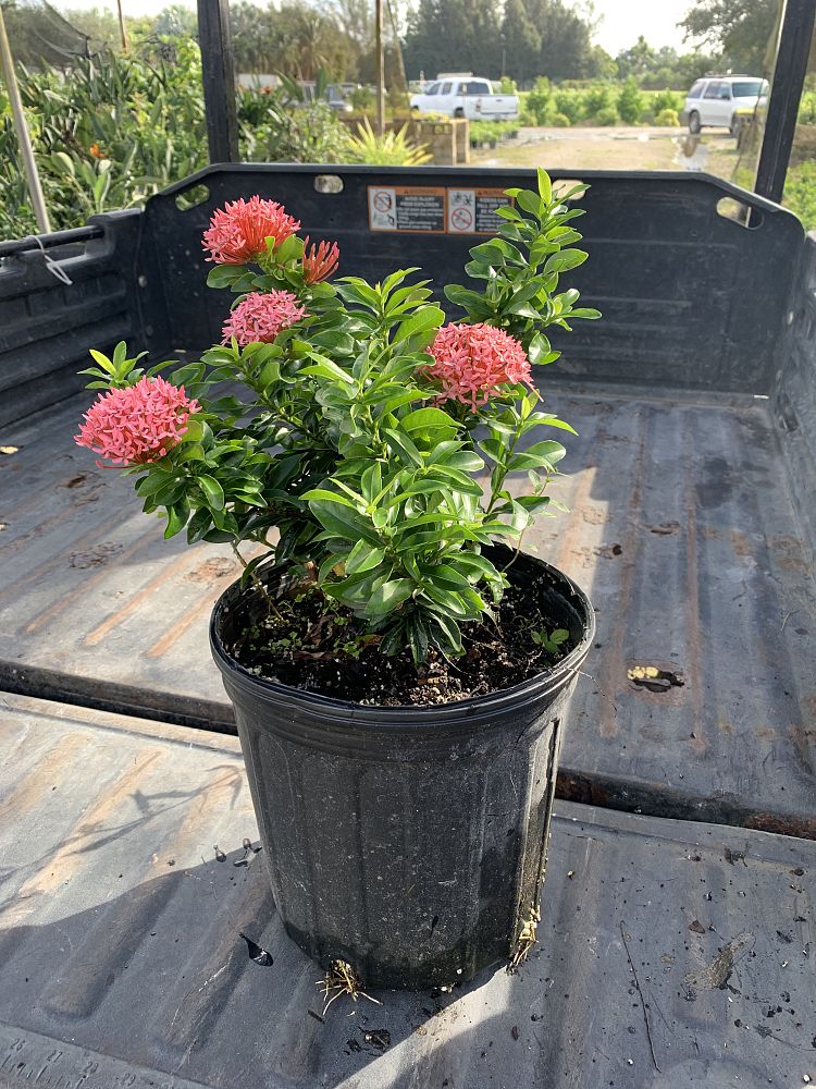 ixora-chinensis-pink-pixie-chinese-ixora