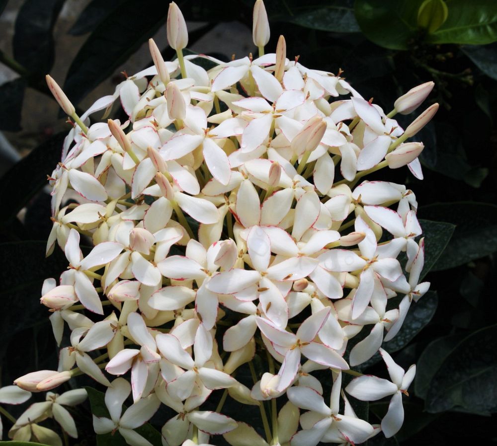 ixora-coccinea-frankie-hipp-flame-of-the-woods-jungle-flame-jungle-geranium