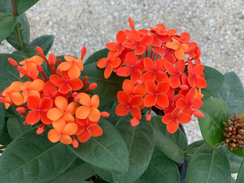 ixora-coccinea-maui-red-flame-of-the-woods-jungle-flame-jungle-geranium