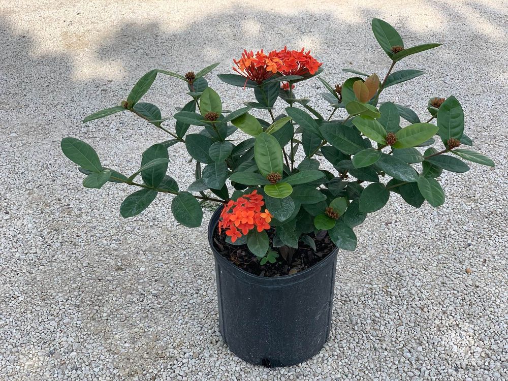 ixora-coccinea-maui-red-flame-of-the-woods-jungle-flame-jungle-geranium