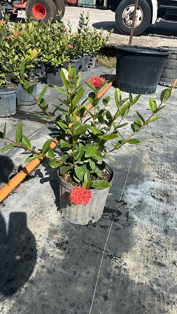 ixora-coccinea-maui-red-flame-of-the-woods-jungle-flame-jungle-geranium