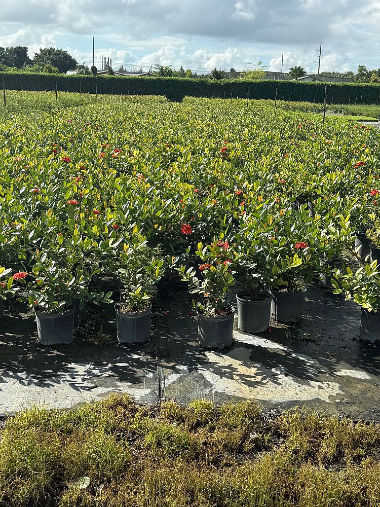 ixora-coccinea-maui-red-flame-of-the-woods-jungle-flame-jungle-geranium