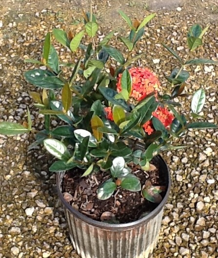 ixora-coccinea-maui-red-flame-of-the-woods-jungle-flame-jungle-geranium